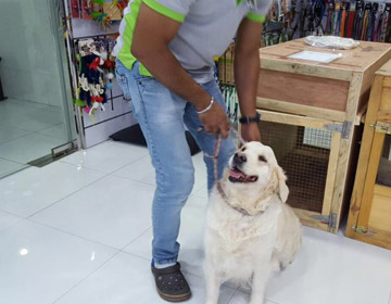 Pet Relocation